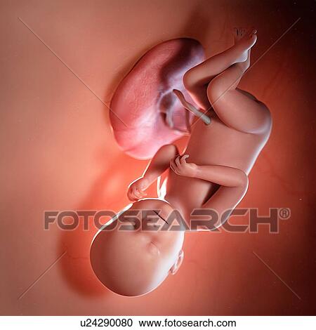 Human foetus age 38 weeks, illustration View Large Photo Image Stock Image - Human foetus age 38 weeks, illustration. Fotosearch