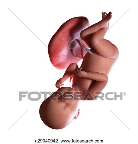 Human foetus age 38 weeks, illustration View Large Photo Image Stock Image - Human foetus age 38 weeks, illustration. Fotosearch