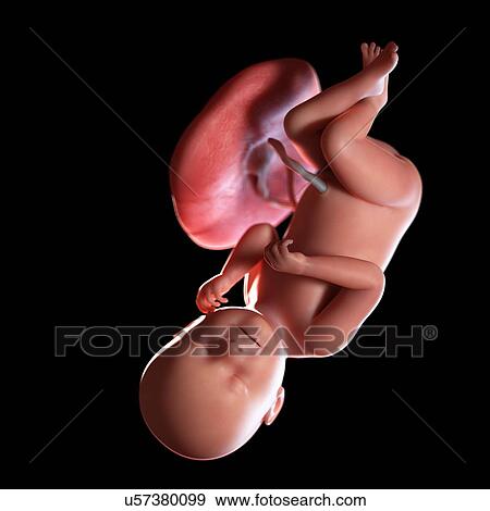 Human foetus age 38 weeks, illustration View Large Photo Image Stock Photo - Human foetus age 38 weeks, illustration. Fotosearch