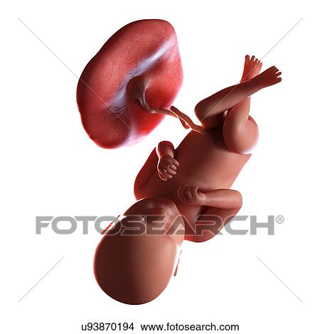 Human foetus age 39 weeks, illustration View Large Photo Image Picture - Human foetus age 39 weeks, illustration. Fotosearch