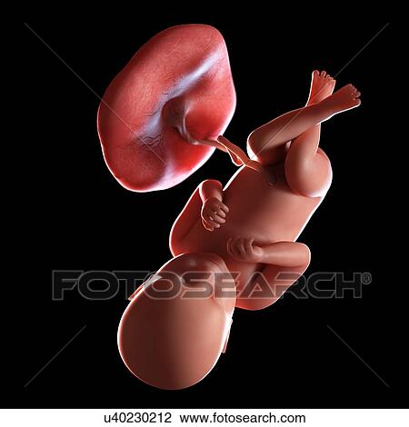 Human foetus age 39 weeks, illustration View Large Photo Image Stock Image - Human foetus age 39 weeks, illustration. Fotosearch