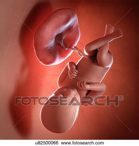 Stock Photograph - Human foetus age 39 weeks, illustration. Fotosearch