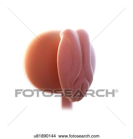 Picture - Human foetus age 4 weeks, illustration. Fotosearch