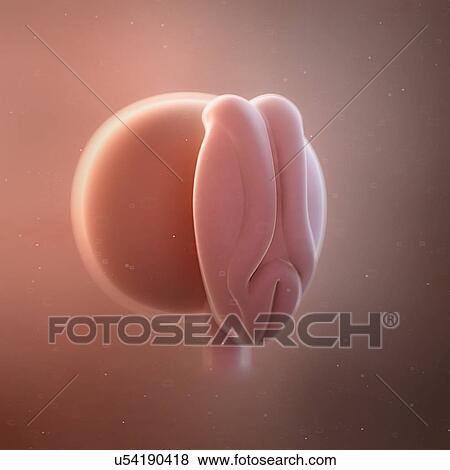 Stock Photo - Human foetus age 4 weeks, illustration. Fotosearch