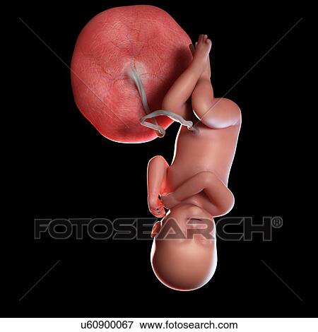 Stock Photo - Human foetus age 40 weeks, illustration. Fotosearch