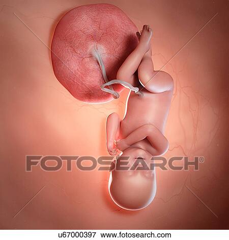 Stock Photo - Human foetus age 40 weeks, illustration. Fotosearch
