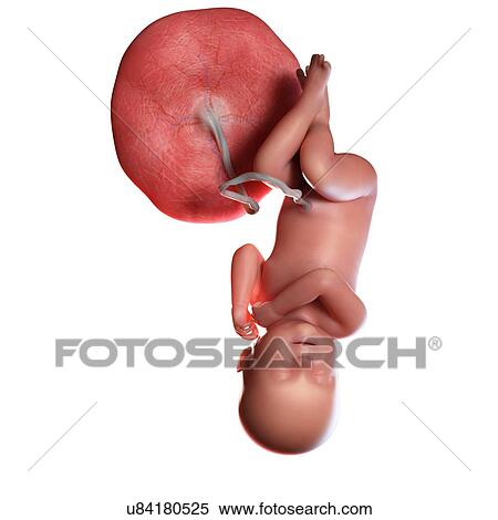 Human foetus age 40 weeks, illustration View Large Photo Image Stock Photography - Human foetus age 40 weeks, illustration. Fotosearch