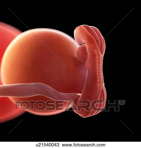 Stock Image - Human foetus age 5 weeks, illustration. Fotosearch