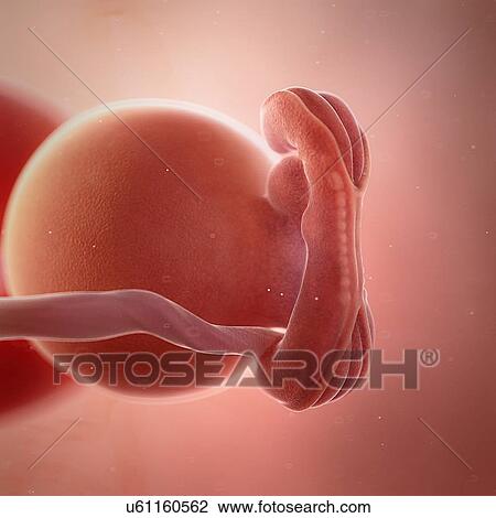 Stock Image - Human foetus age 5 weeks, illustration. Fotosearch