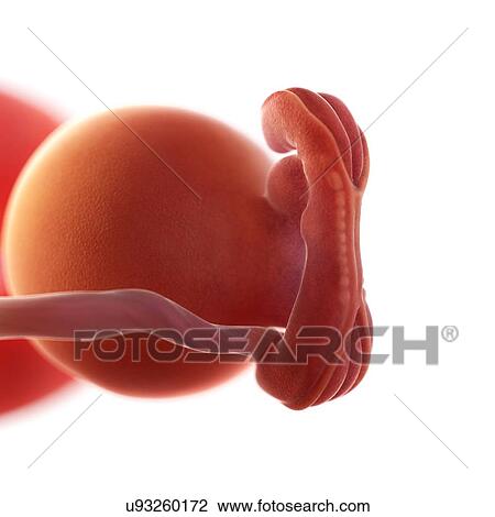 Human foetus age 5 weeks, illustration View Large Photo Image Stock Image - Human foetus age 5 weeks, illustration. Fotosearch
