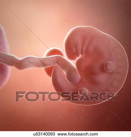 Human foetus age 6 weeks, illustration View Large Photo Image Stock Image - Human foetus age 6 weeks, illustration. Fotosearch