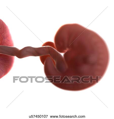 Human foetus age 6 weeks, illustration View Large Photo Image Stock Photo - Human foetus age 6 weeks, illustration. Fotosearch