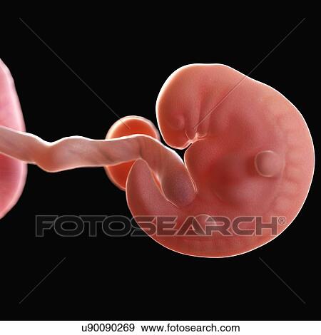Stock Photo - Human foetus age 6 weeks, illustration. Fotosearch
