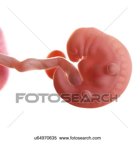 Stock Photography - Human foetus age 6 weeks, illustration. Fotosearch