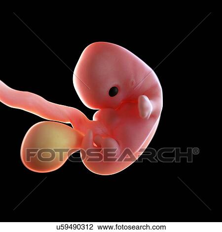 Stock Image - Human foetus age 7 weeks, illustration. Fotosearch