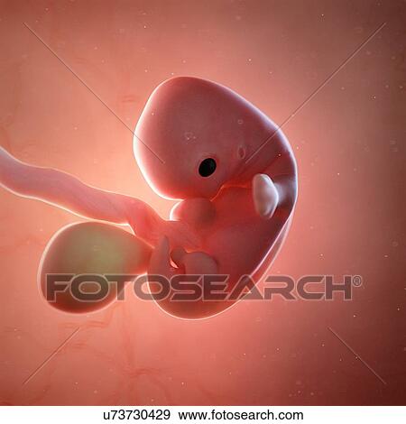 Stock Photo - Human foetus age 7 weeks, illustration. Fotosearch