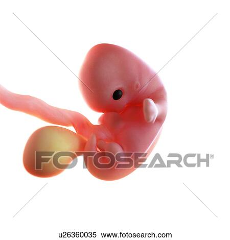 Stock Photography - Human foetus age 7 weeks, illustration. Fotosearch