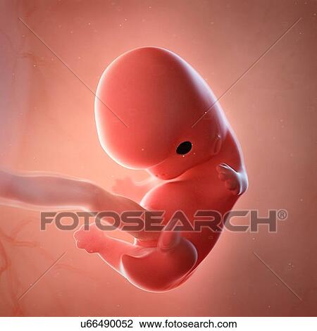 Stock Image - Human foetus age 8 weeks, illustration. Fotosearch