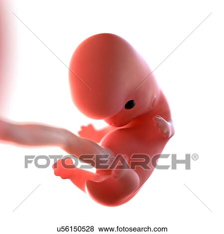 Stock Photo - Human foetus age 8 weeks, illustration. Fotosearch