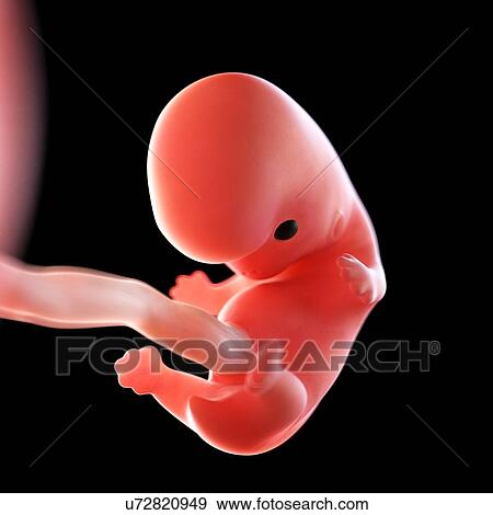 Human foetus age 8 weeks, illustration View Large Photo Image Stock Photo - Human foetus age 8 weeks, illustration. Fotosearch