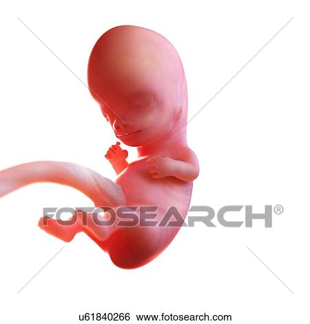 Human foetus age 9 weeks, illustration View Large Photo Image Stock Photograph - Human foetus age 9 weeks, illustration. Fotosearch