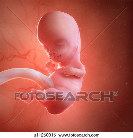 Human foetus age 9 weeks, illustration View Large Photo Image Stock Photography - Human foetus age 9 weeks, illustration. Fotosearch