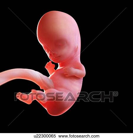 Human foetus age 9 weeks, illustration View Large Photo Image Stock Photography - Human foetus age 9 weeks, illustration. Fotosearch
