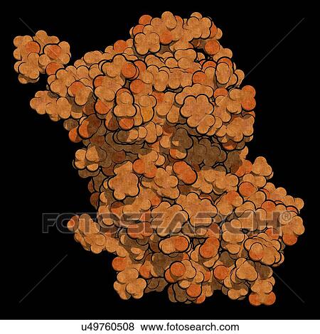 Stock Photo - Human growth hormone molecule. Fotosearch