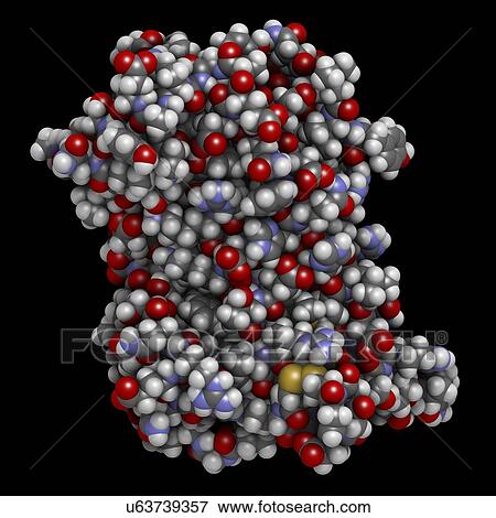 Stock Photo - Human growth hormone molecule. Fotosearch