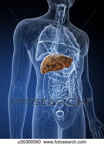 Stock Image - Human liver, illustration. Fotosearch