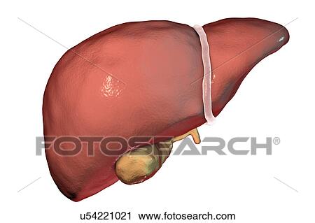 Human liver, illustration View Large Photo Image Stock Image - Human liver, illustration. Fotosearch