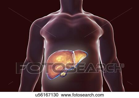 Stock Image - Human liver, illustration. Fotosearch