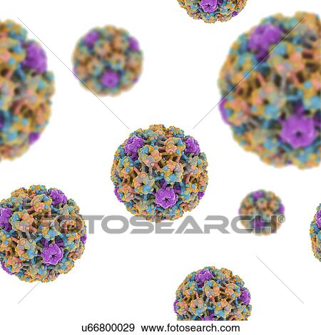 Stock Photo - Human papilloma viruses, illustration. Fotosearch