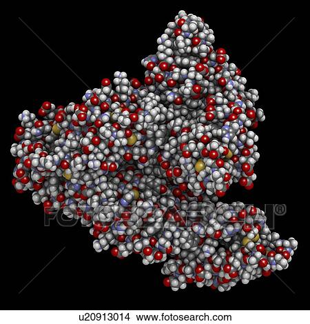 Picture - Human serum albumin molecule. Fotosearch