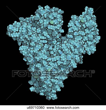 Human serum albumin molecule View Large Photo Image Stock Image - Human serum albumin molecule. Fotosearch