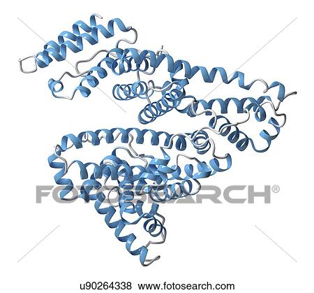 Stock Photo - Human serum albumin molecule. Fotosearch
