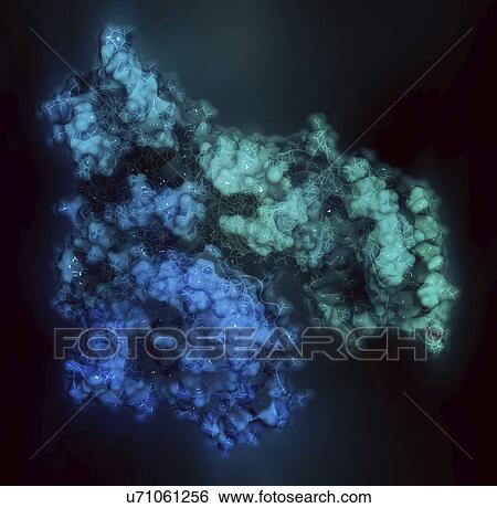 Human serum albumin molecule View Large Photo Image Stock Photograph - Human serum albumin molecule. Fotosearch