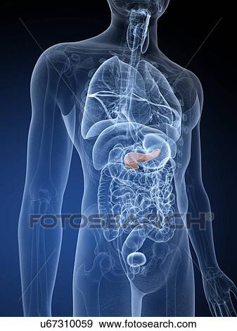 Stock Photo - Human spleen, illustration. Fotosearch