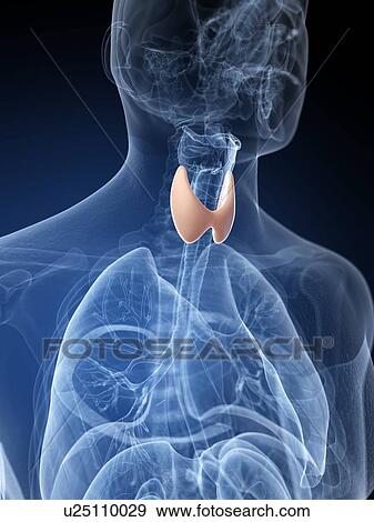 Human thyroid, illustration View Large Photo Image Stock Photo - Human thyroid, illustration. Fotosearch