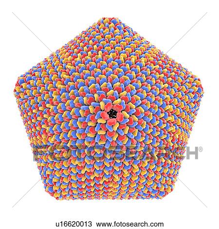 Icosahedral virus capsid, artwork View Large Photo Image Stock Image - Icosahedral virus capsid, artwork. Fotosearch