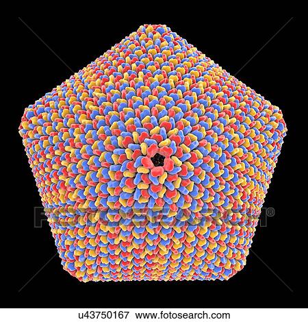 Icosahedral virus capsid, artwork View Large Photo Image Stock Photo - Icosahedral virus capsid, artwork. Fotosearch