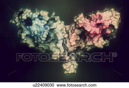 Stock Image - Immune checkpoint protein molecule. Fotosearch