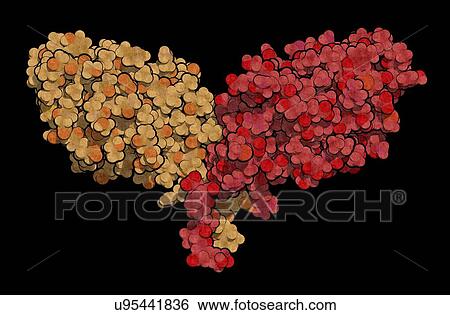 Stock Photograph - Immune checkpoint protein molecule. Fotosearch