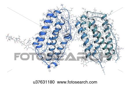 Interferon beta molecule View Large Photo Image Stock Image - Interferon beta molecule. Fotosearch