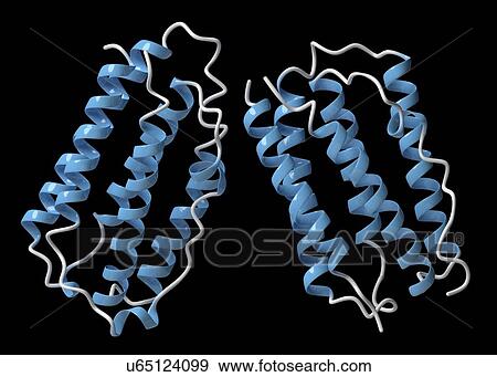 Interferon beta molecule View Large Photo Image Stock Photo - Interferon beta molecule. Fotosearch