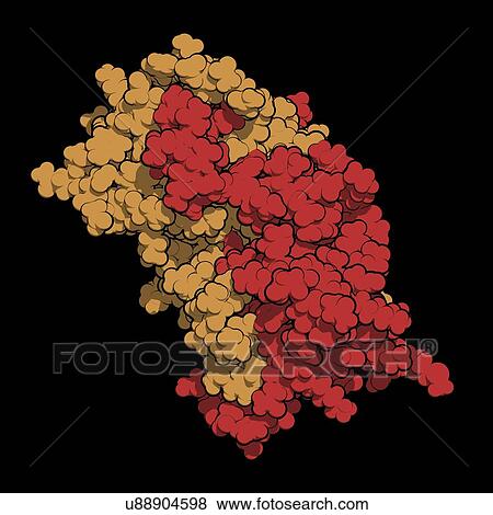 Stock Photo - Interferon gamma molecule. Fotosearch