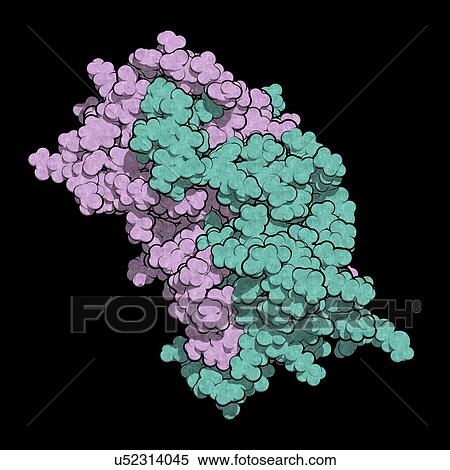 Interferon gamma molecule View Large Photo Image Stock Photography - Interferon gamma molecule. Fotosearch