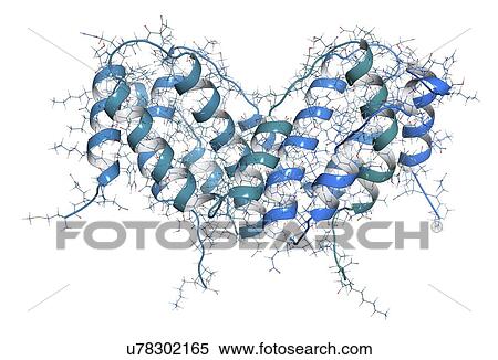 Stock Photography - Interferon gamma molecule. Fotosearch