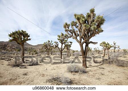 Stock Photo - Joshua Tree National Park, California, USA. Fotosearch
