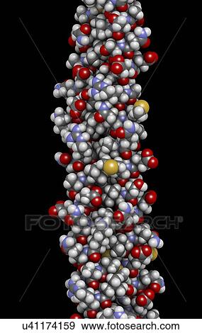Stock Photo - Keratin intermediate filament molecule. Fotosearch